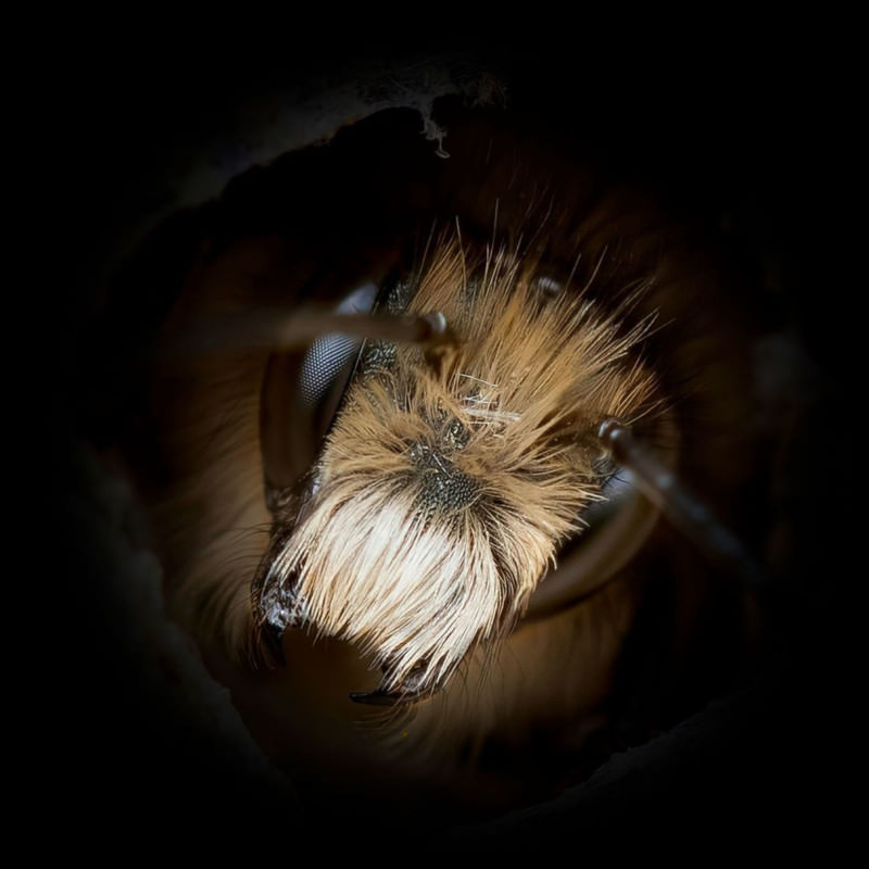 portraits of bees josh forwood3 - تصاویر پرتره‌ی دیدنی از زنبورها