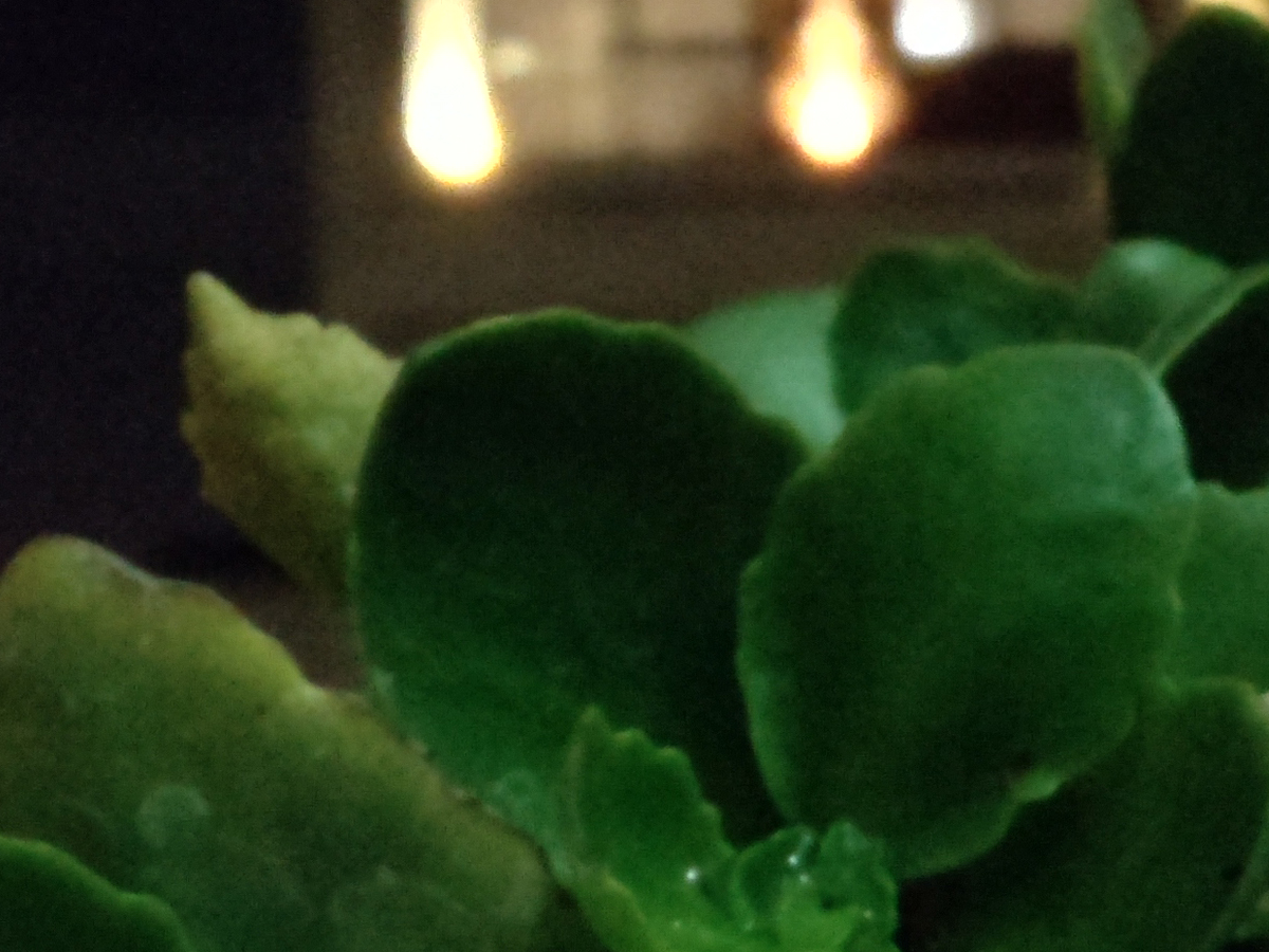 برش ۱۰۰ درصدی عکس نمونه با دوربین سرفیس دوئو در تاریکی - گیاهی در گلدان