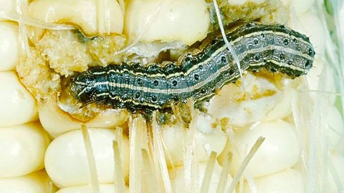 the fall armyworm feeds - کرم برگ‌خوار پاییزه اصلاح‌شده ژنتیکی؛ راهکار جدید مبارزه با این آفت