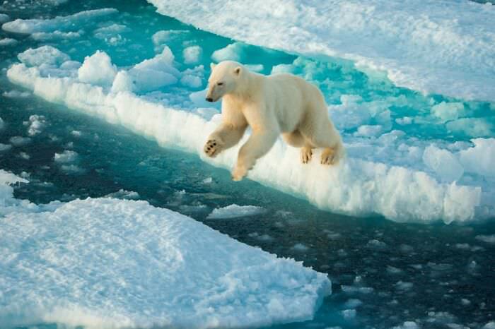 خرس قطبی در حال پریدن  / اوری و هلی لاویلد گلمن