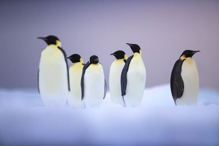 یک دسته پنگوئن / اوری و هلی لاویلد گلمن
