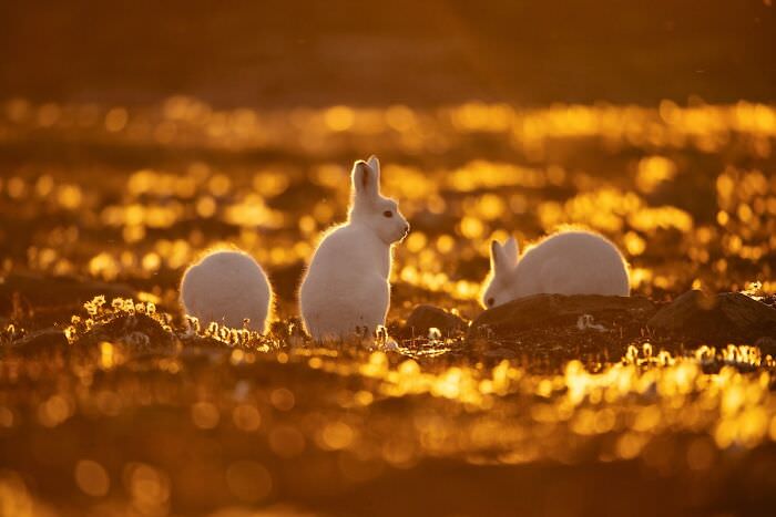 سه خرگوش سفید / اوری و هلی لاویلد گلمن