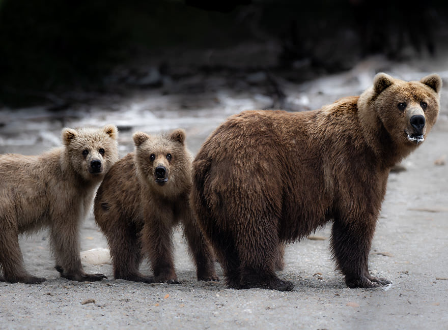 خرس قهوه‌ای با بچه‎‌هایش/ بروک بارتلسون