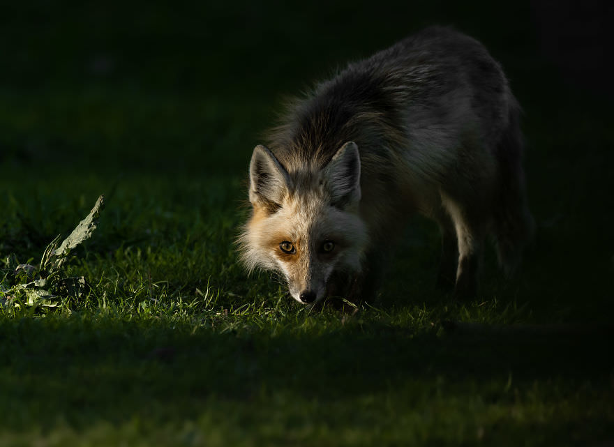 روباه در طبیعت سبز/ بروک بارتلسون