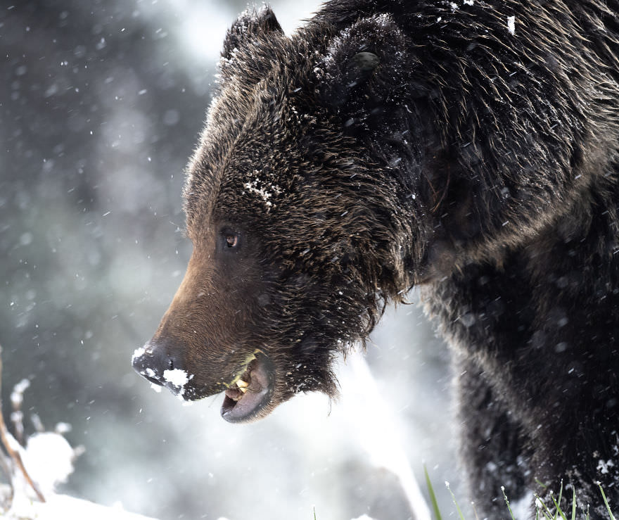 خرس گریزلی در برف زمستان/ بروک بارتلسون