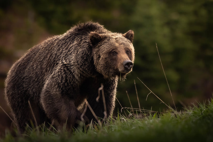 خرس قهوه‌ای در حیات وحش/ بروک بارتلسون