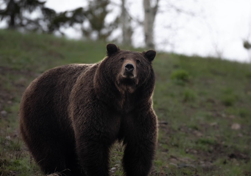 خرس بزرگ قهوه‌ای / بروک بارتلسون