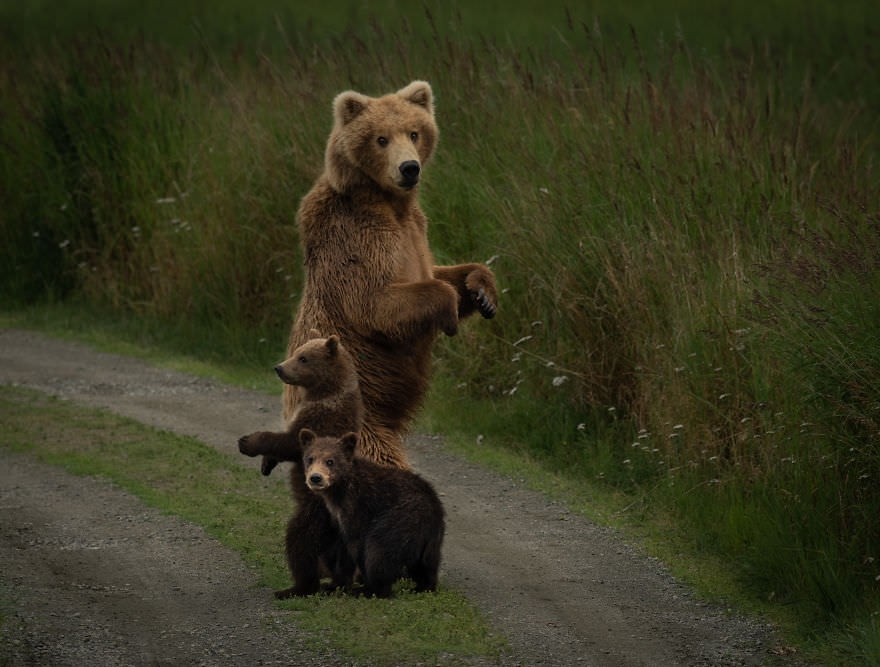 خرس‌های گریزلی در طبیعت/ بروک بارتلسون
