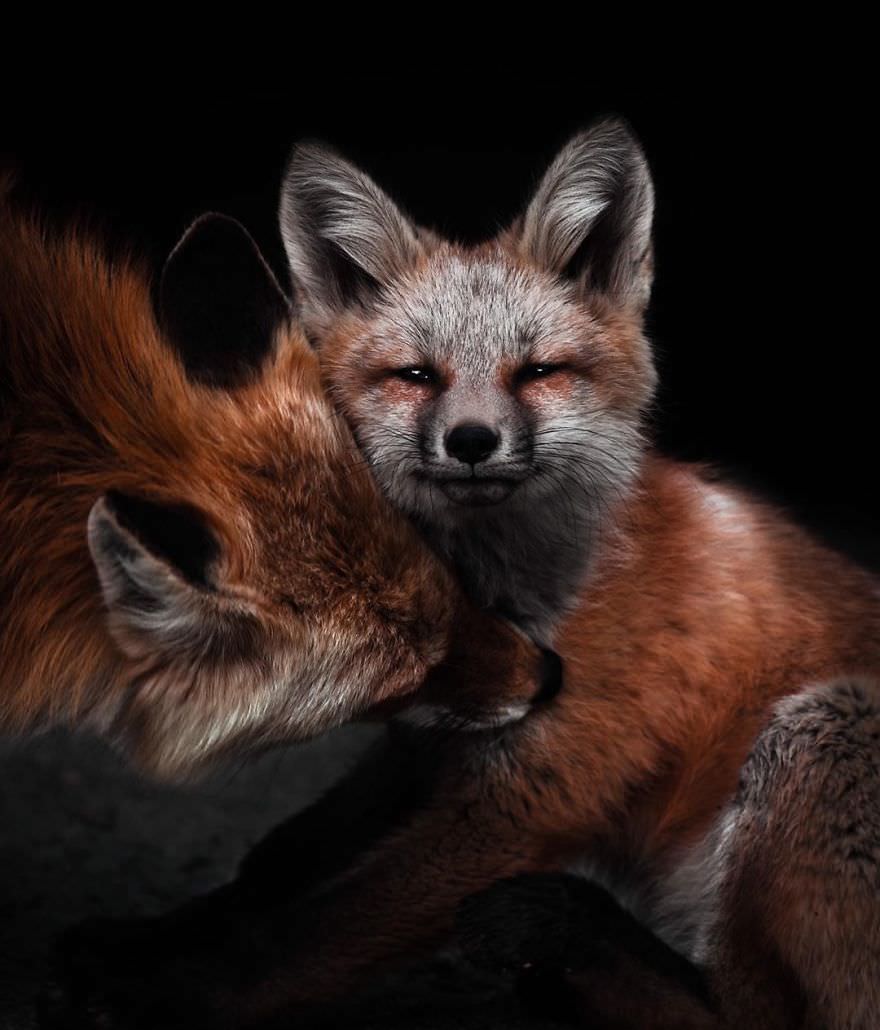روباه قرمز مادر با فرزندش / بروک بارتلسون