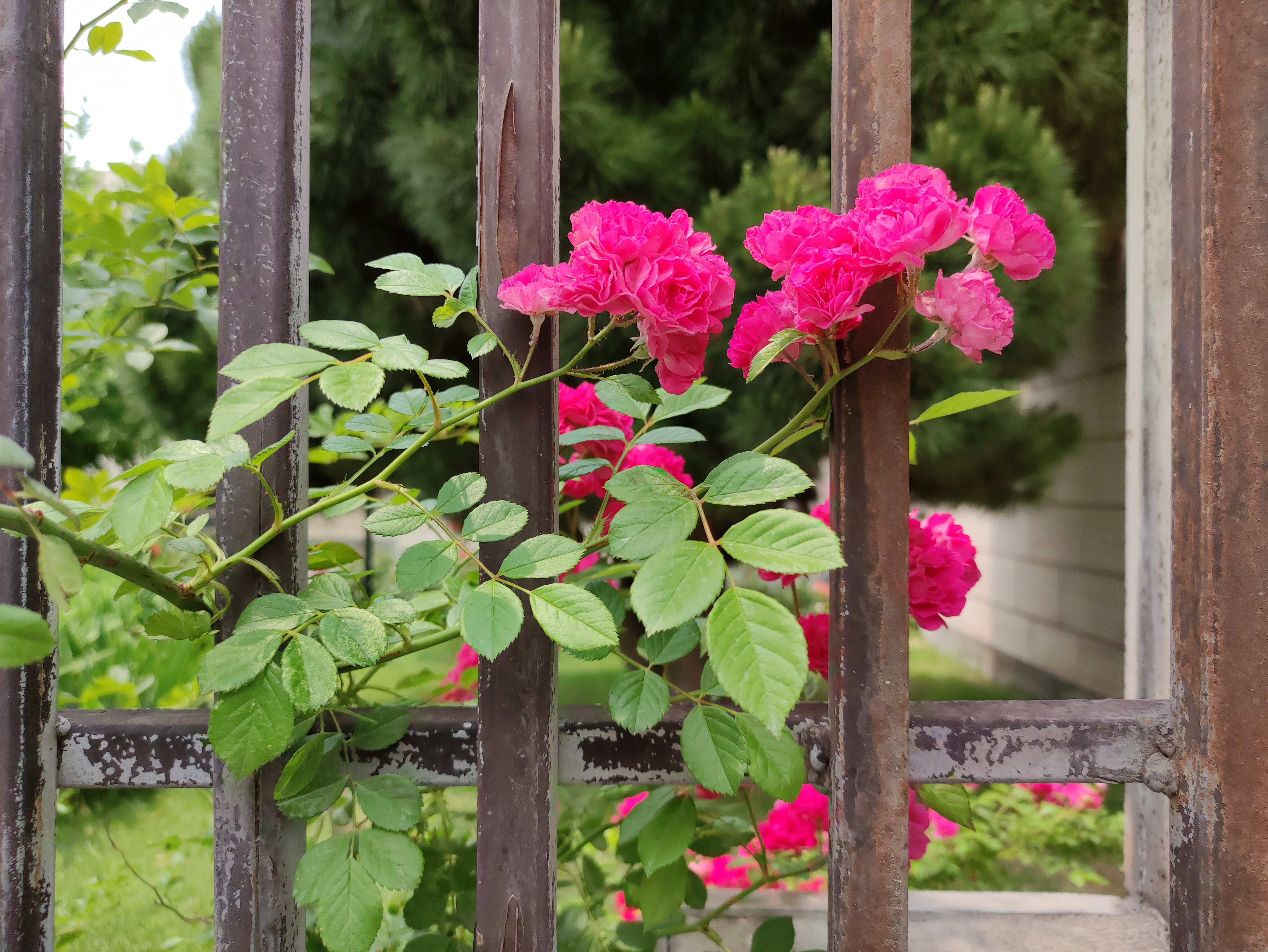 نمونه عکس دوربین اصلی شیائومی می 10 تی - گل و گیاه در حیاط
