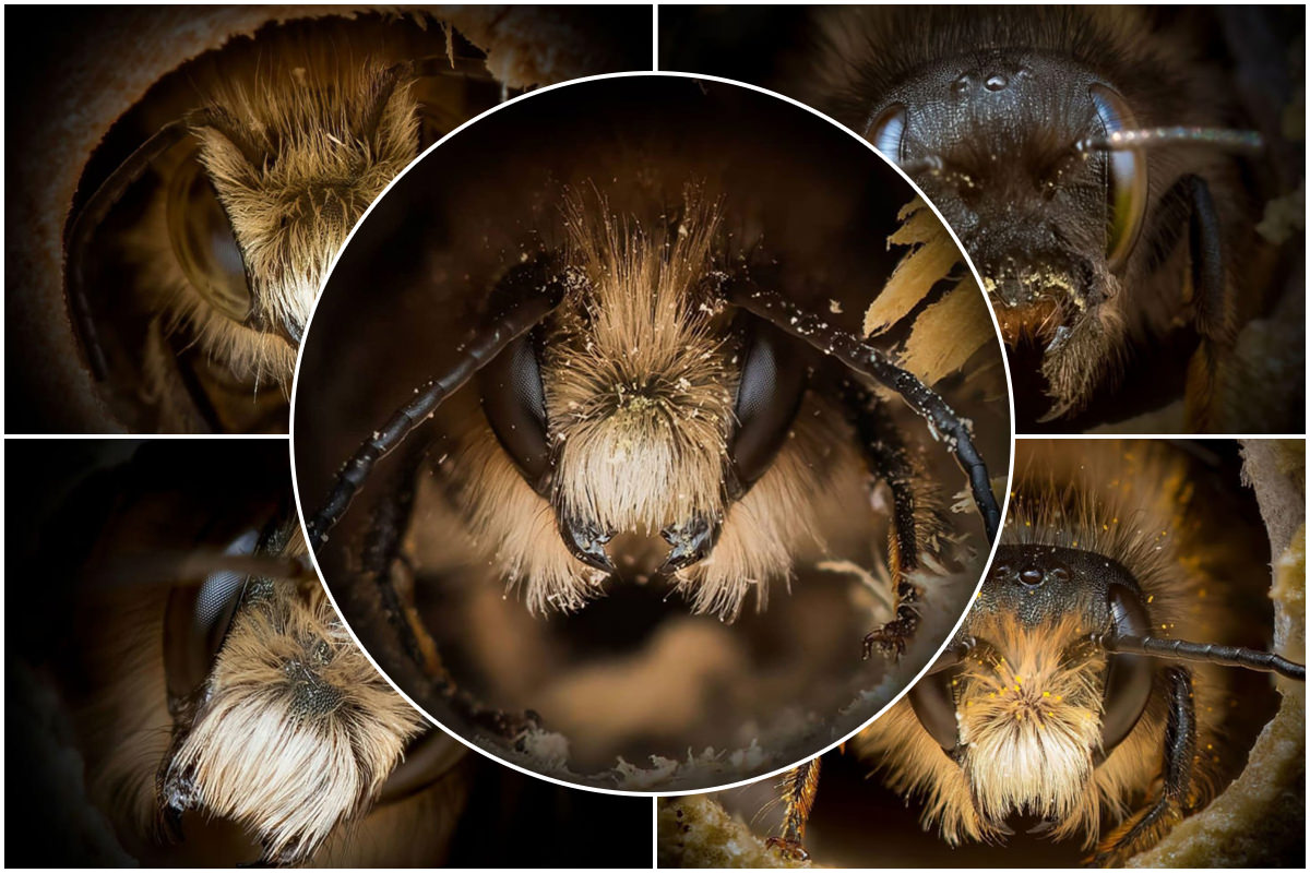تصاویر پرتره‌ی دیدنی از زنبورها