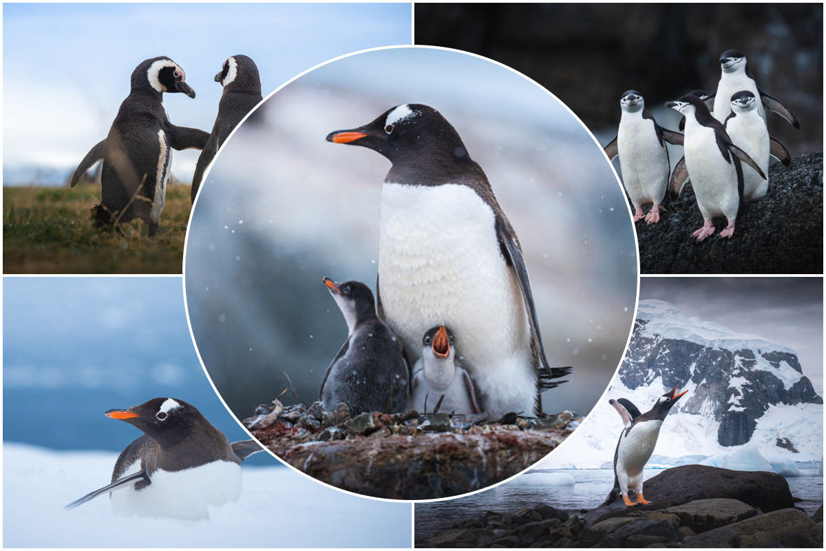 تصاویر دیدنی از پنگوئن‌های دوست‌داشتنی قطب جنوب