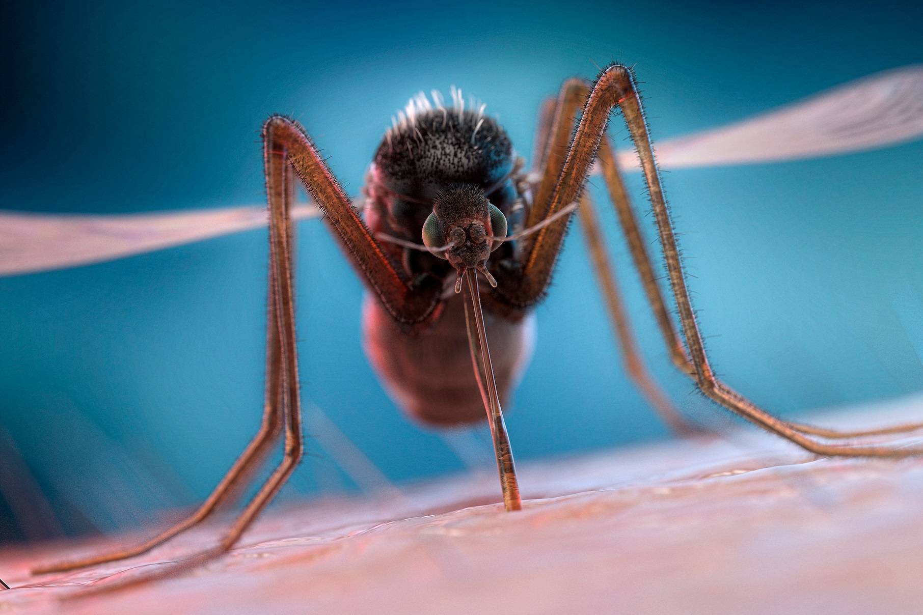 چرا پشه‌ها در اطراف گوش‌ ما وزوز می‌کنند