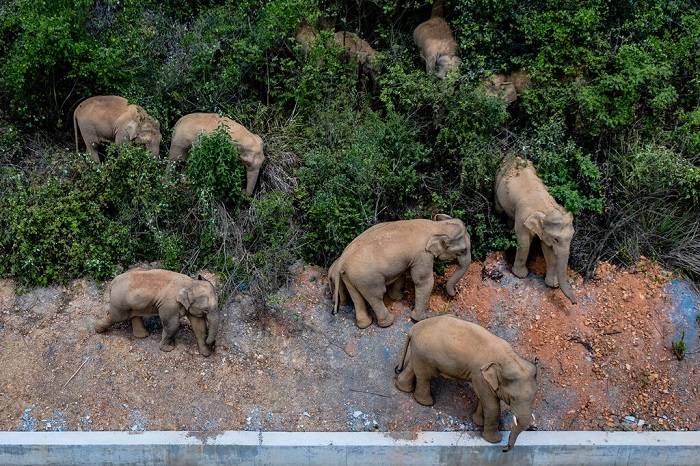 گله فیل های آسیایی سرگردان در چین