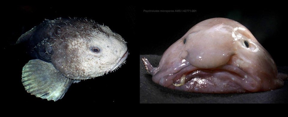 عجیب‌ترین حیوانات جهان/ بلاب ماهی