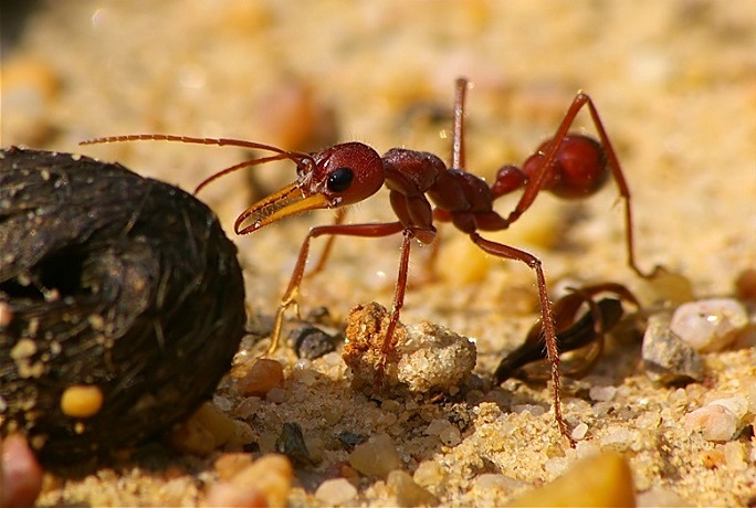 رکورد گینس/ خطرناک‌ترین مورچه جهان