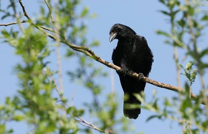 کلاغ / Crow