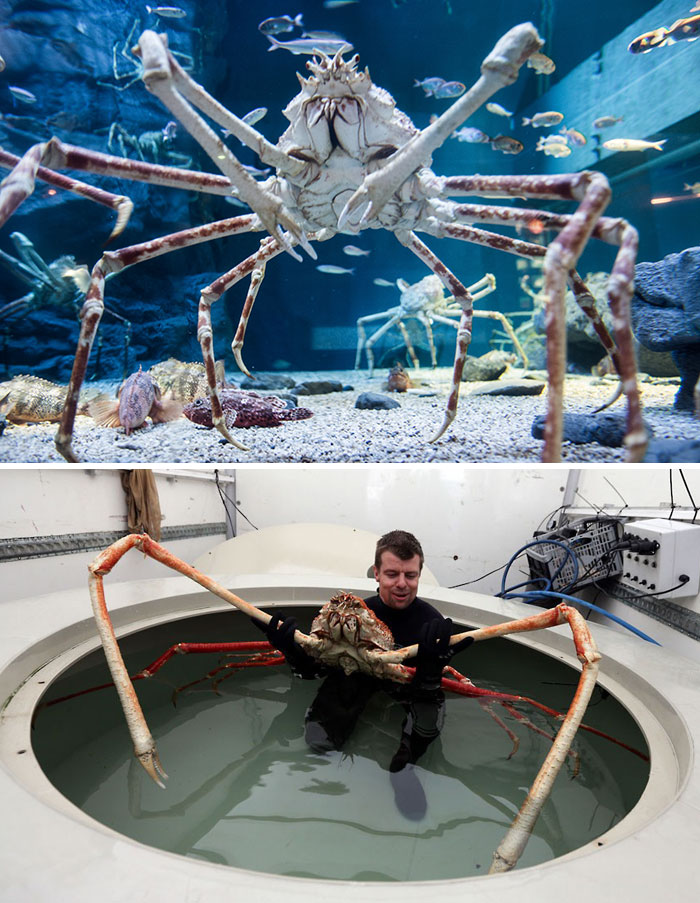 عجیب‌ترین حیوانات جهان/ خرچنگ عنکبوتی ژاپنی