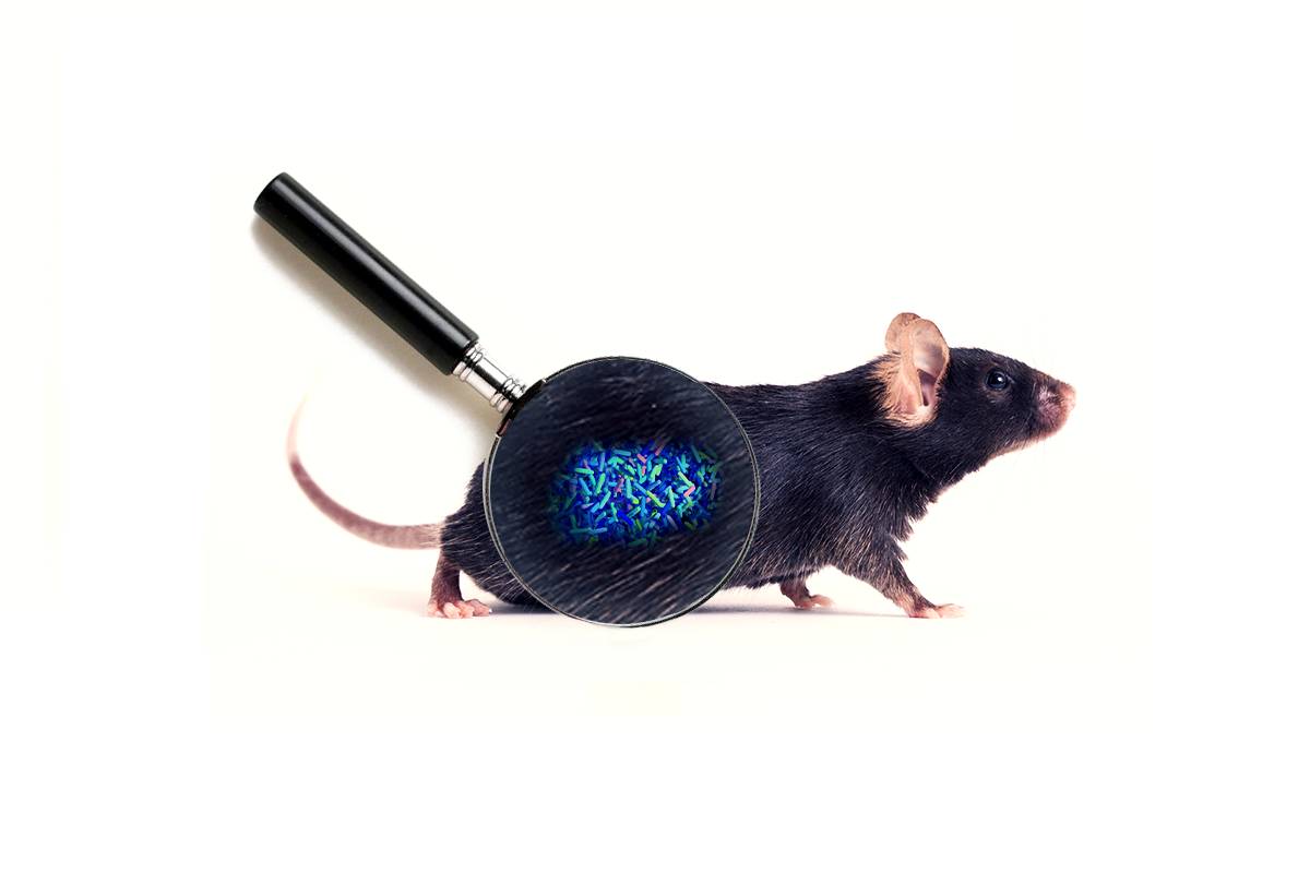 کشف تأثیر باکتری‌های روده موش‌ها بر عملکرد مغز آن‌ها 