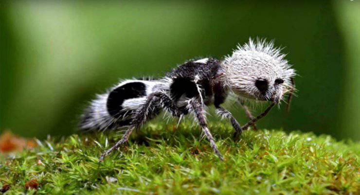 عجیب‌ترین حیوانات جهان/ مورچه پاندا