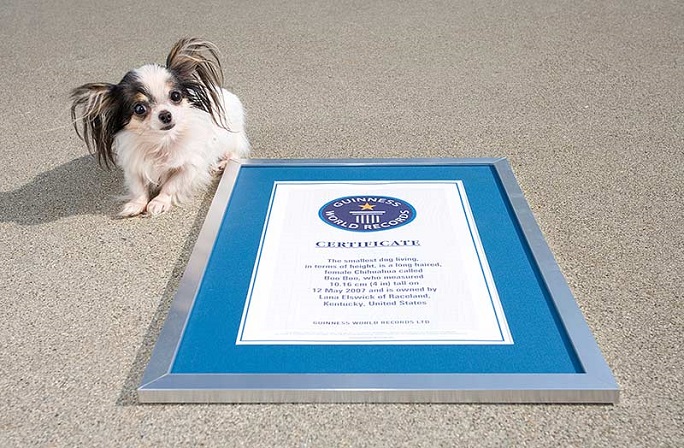 رکورد گینس / کوچکترین سگ جهان