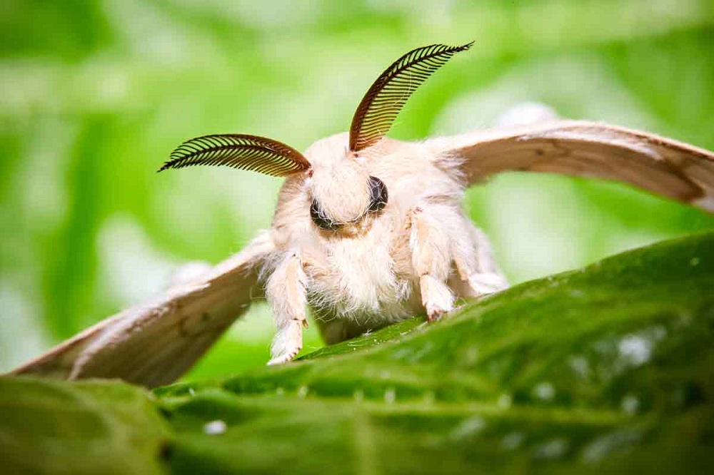 عجیب‌ترین حیوانات جهان/ پروانه پودل ونزوئلایی