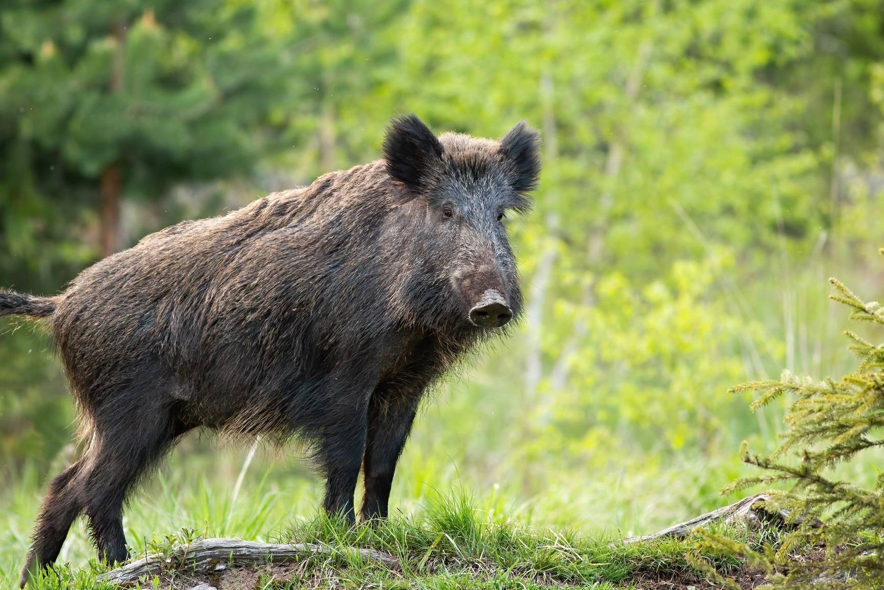 خوک‌های وحشی گرسنه تغییرات اقلیمی را بدتر می‌کنند