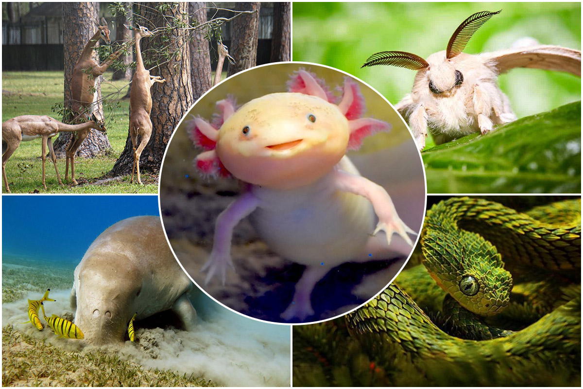 با عجیب ترین حیوانات دنیا آشنا شوید
