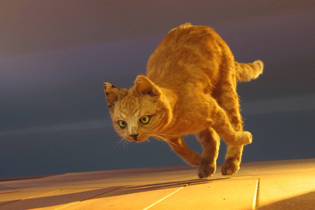 چرا حتی سریع‌ترین انسان هم نمی‌تواند از گربه خانگی شما تندتر بدود؟
