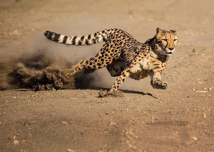 چیتا سریع ترین حیوان جهان