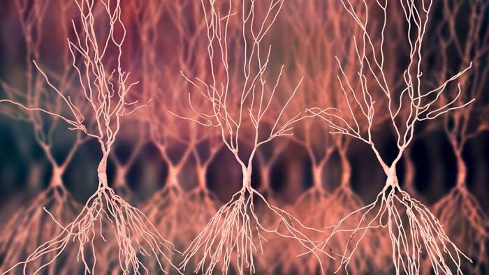 کشف رابطه‌‌ی احتمالی امواج مغزی مرتبط با حافظه و کاهش قند خون