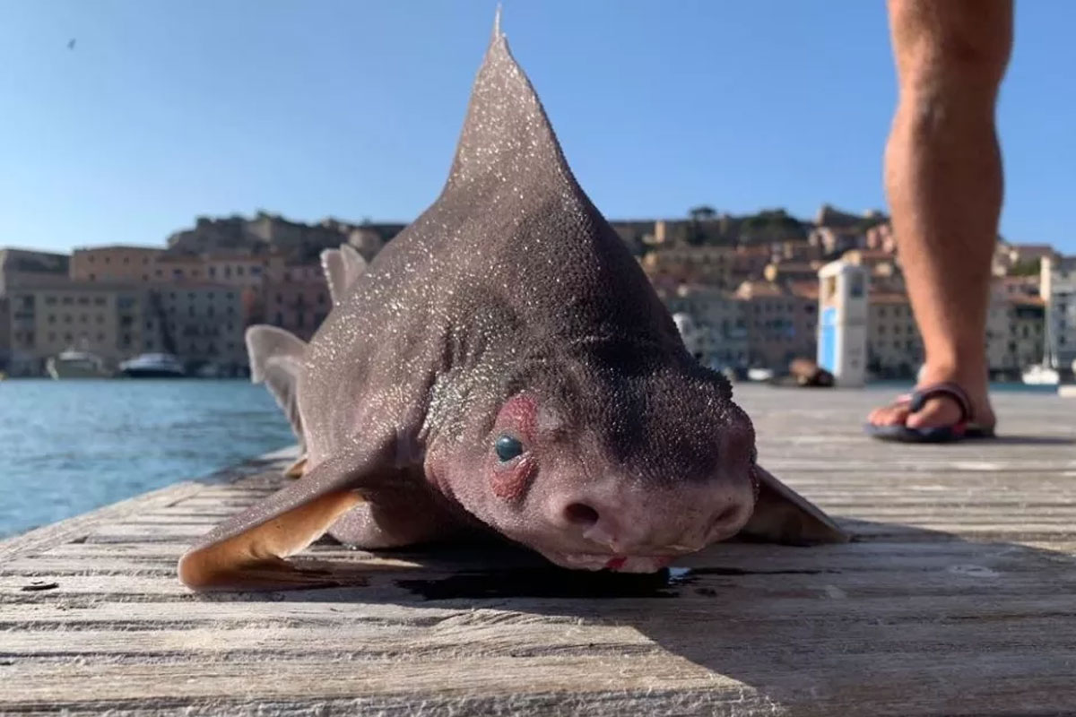 صید یک ماهی‌ عجیب در ایتالیا؛ کوسه‌ای با سر خوک!