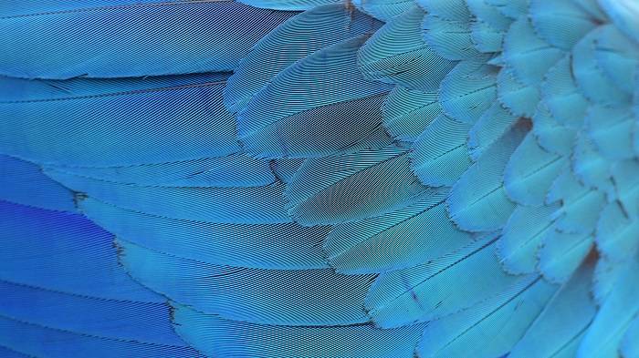 پرهای آبی پرندگان / Bird blue plumage