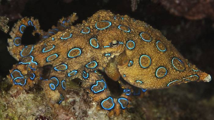 هشت پای حلقه آبی / blue ringed octopus
