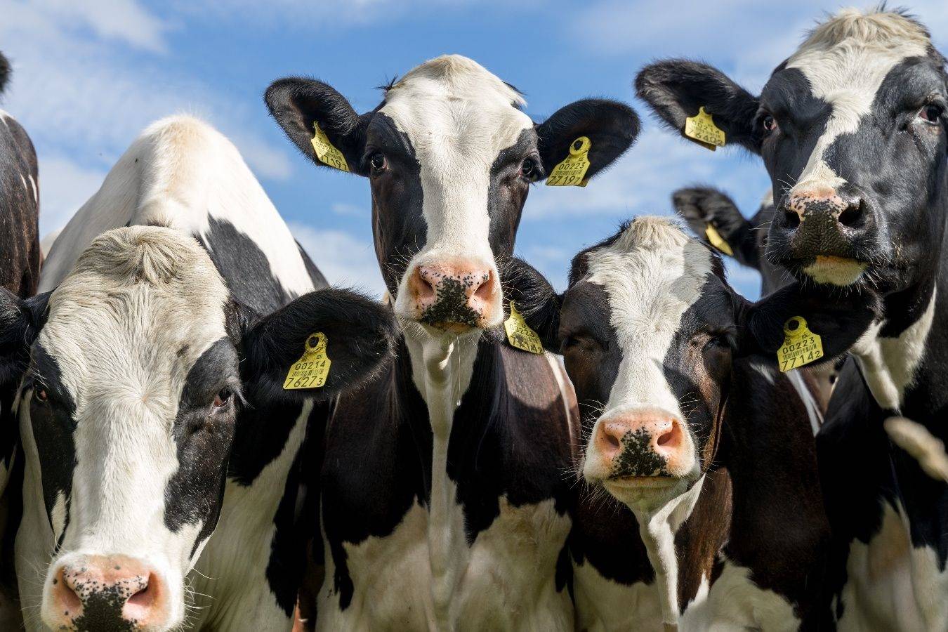 موفقیت دانشمندان در آموزش توالت رفتن به گاوها