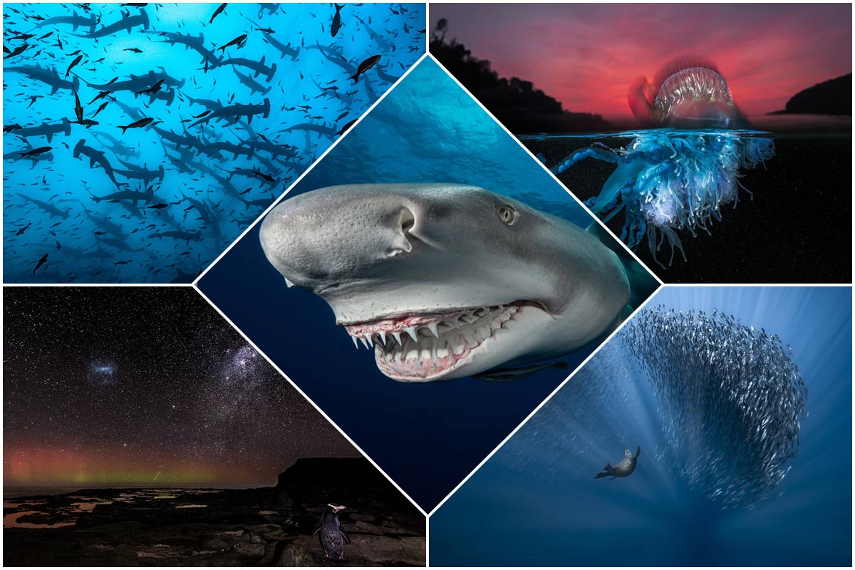 تصاویر تأثیرگذار فینالیست‌ مسابقه عکاسی اقیانوس ۲۰۲۱