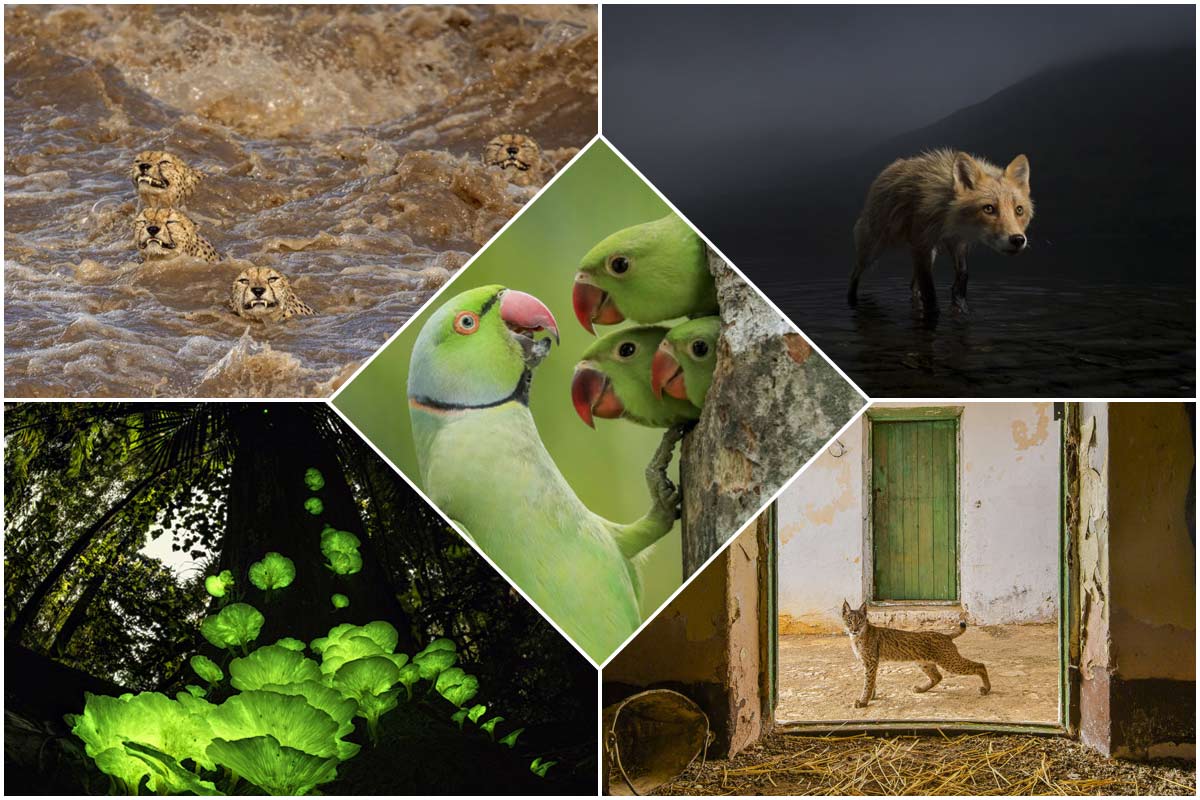 تصاویر برتر مسابقه عکاس سال حیات وحش ۲۰۲۱