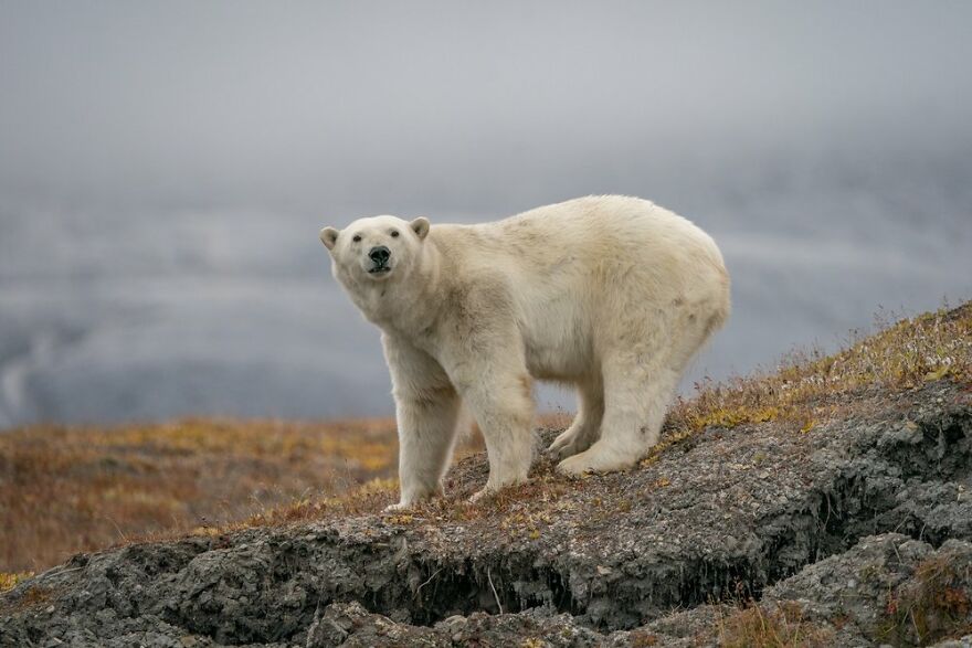 خرس‌های قطبی اییستگاه هواشناسی روسیه