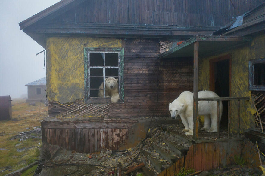 خرس‌های قطبی اییستگاه هواشناسی روسیه