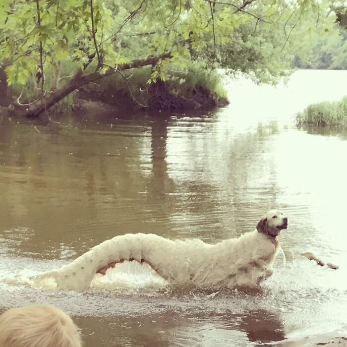 پانورامای سگ روی آب