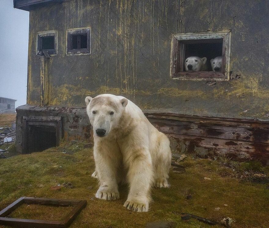 Polar Bears Russian Meteorological Station