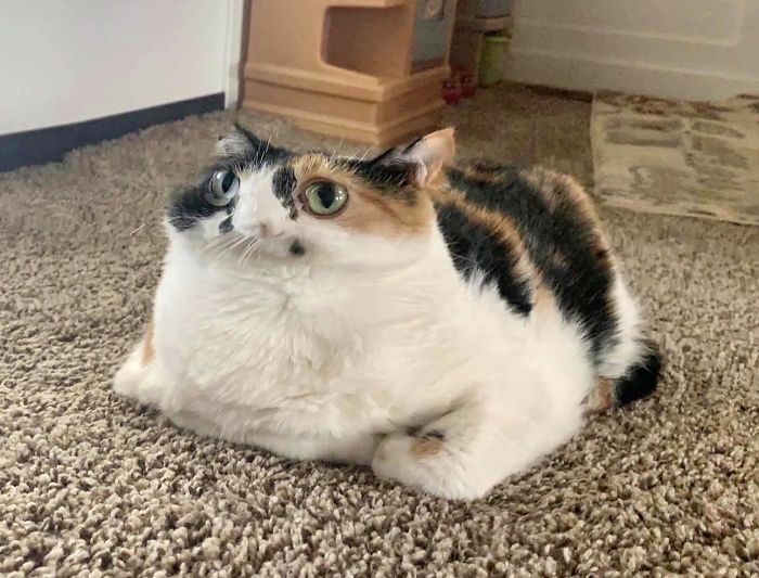 پانورامای گربه روی فرش