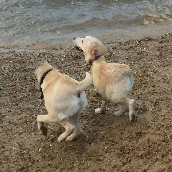 پانورامای سگ در ساحل
