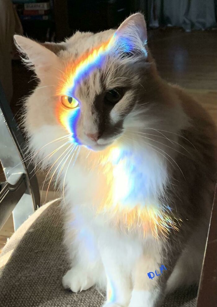 بازتاب نور روی گربه