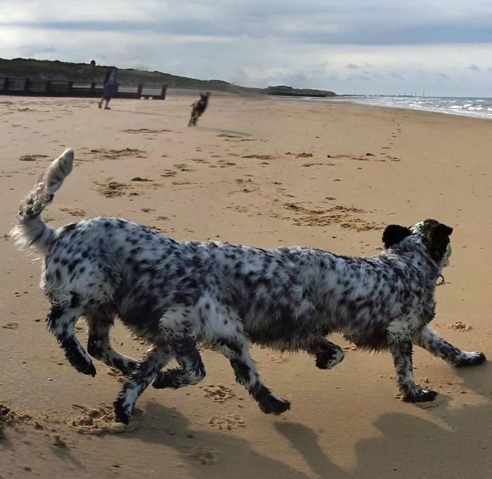 پانورامای سگ در ساحل