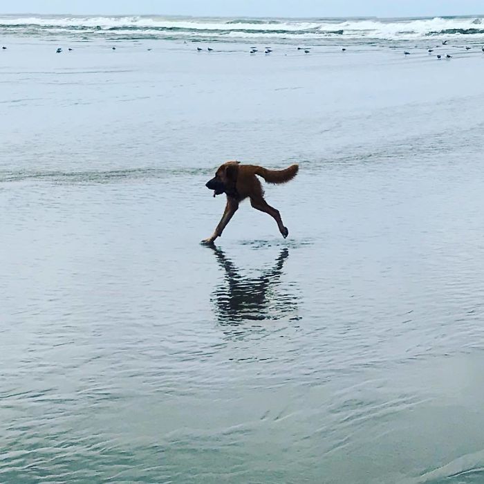 پانورامای سگ در دریا
