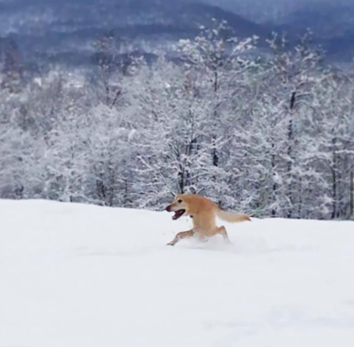 پانورامای سگ در برف