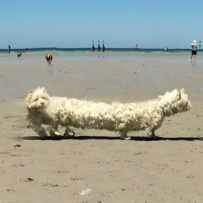 پانورامای سگ در حال قدم زدن در ساحل