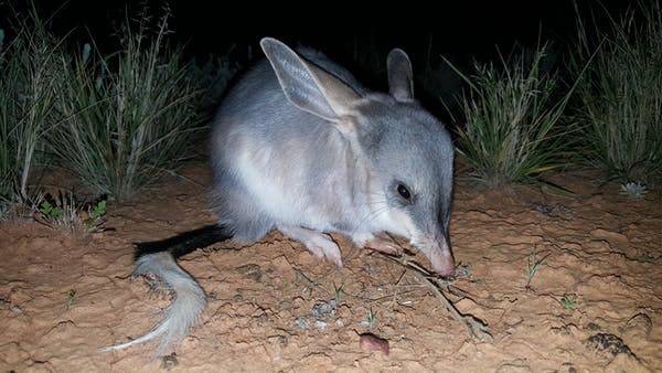 Greater bilby