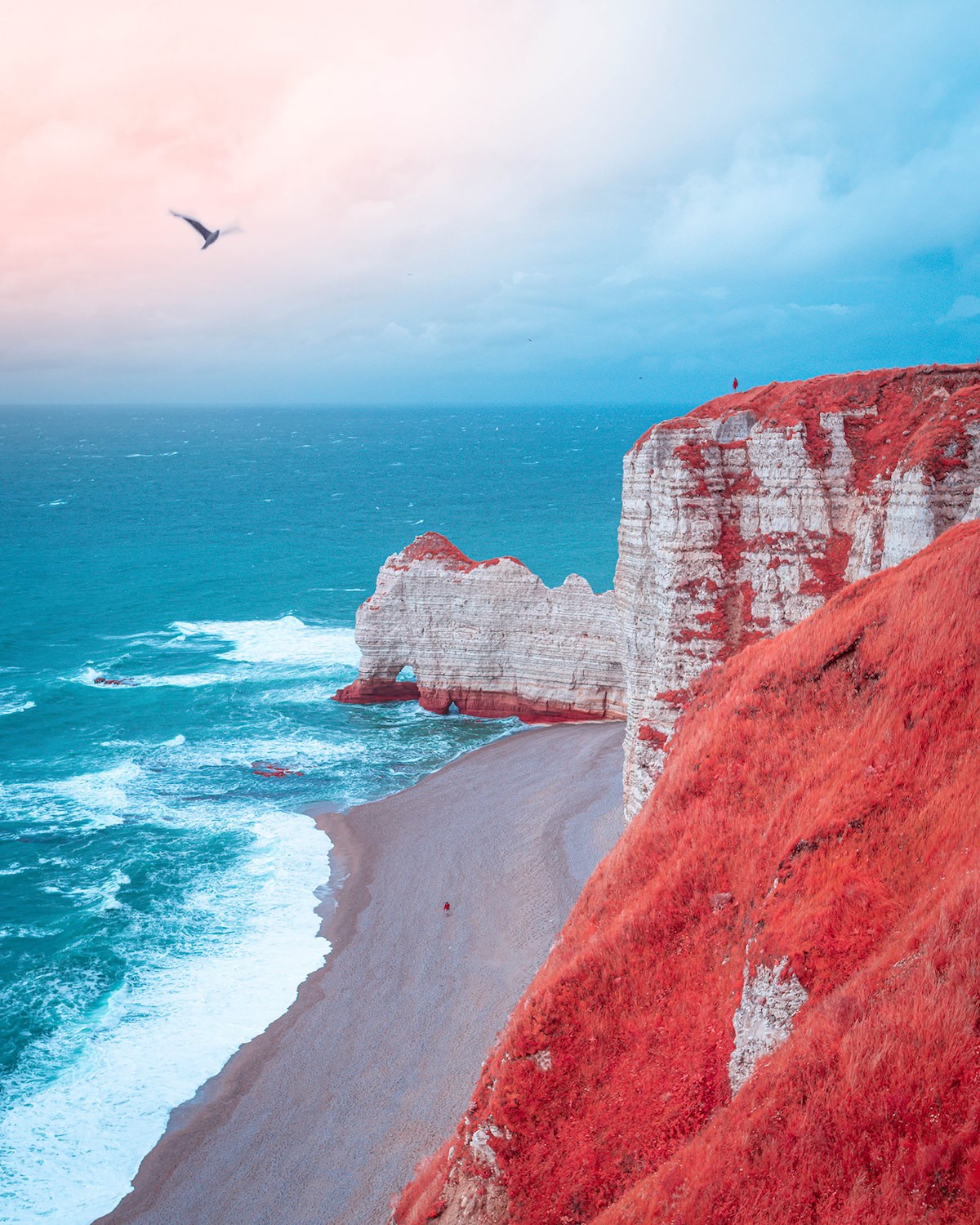 مناظر فرانسه-ساحل فرانسه در کنار صخره و پرنده